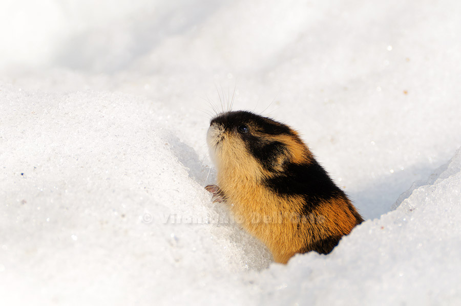 Synapsida: The Curiosity of Lemmings